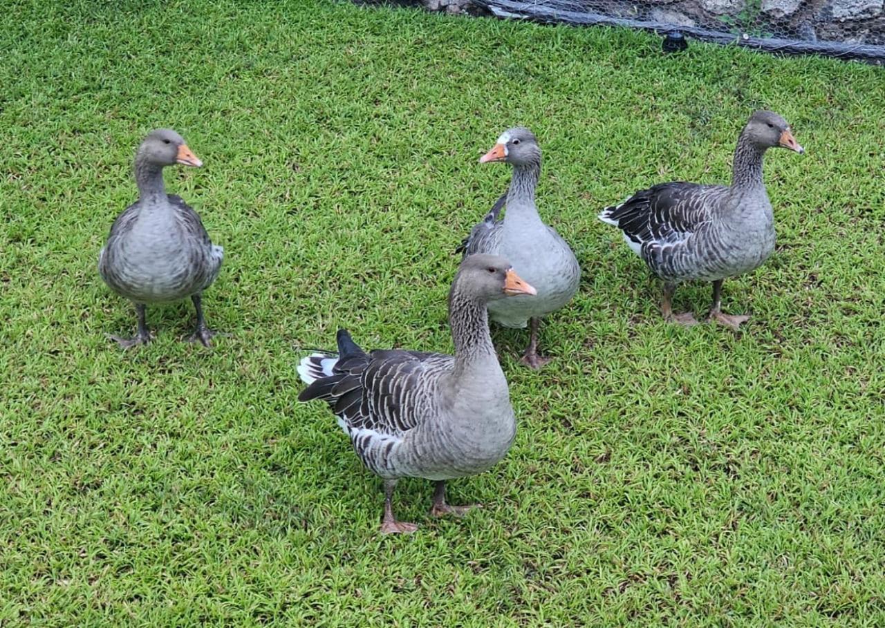 Tamboti Farm Accommodation 楚梅布 外观 照片